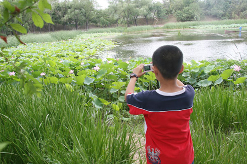 Hoa dừa cạn rủ, hoa dua can ru, hoa Tết, hoa Tet, hạt giống hoa, hoa treo, dạ yến thảo, hoa treo ban công, hoa phong lu, hoa phong lu thao, hoa phong lữ, hoa phong lữ thảo, hạt giống hoa oải hương, bán hạt giống hoa oải hương, hat giong hoa oai huong, hạt giống  chất lượng cao, hat giong hoa , hat giong hoa chat luong cao, hoa trong tham, hoa trong chau,